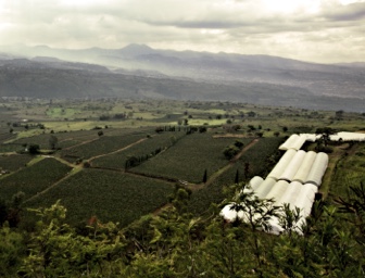 Campos de cultivo en Xochimilco, Ciudad de México.